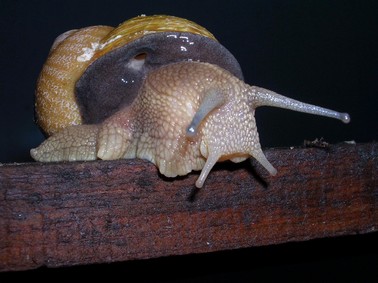 Escargot Escargot