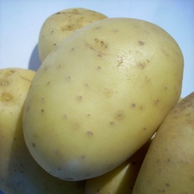 Pomme de terre Pomme de terre