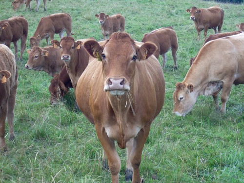 Vache Aubrac Vache Aubrac